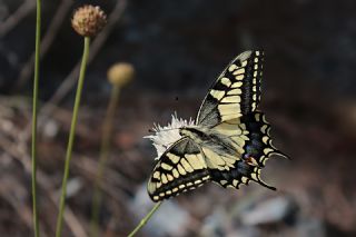 K�rlang��kuyruk&nbsp;(Papilio&nbsp;machaon)