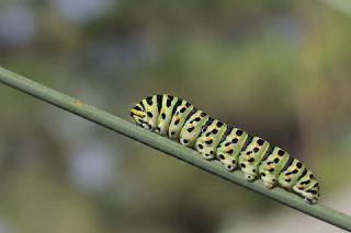 K�rlang��kuyruk&nbsp;(Papilio&nbsp;machaon)