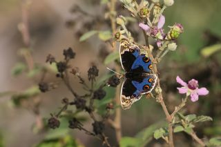 Dicle G�zeli&nbsp;(Junonia&nbsp;orithya)