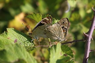 Dicle G�zeli&nbsp;(Junonia&nbsp;orithya)