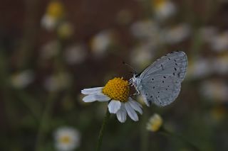Kutsal Mavi&nbsp;(Celastrina&nbsp;argiolus)