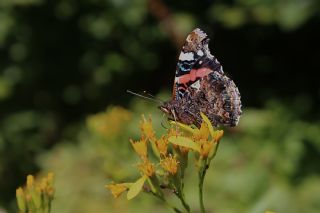 Atalanta&nbsp;(Vanessa&nbsp;atalanta)