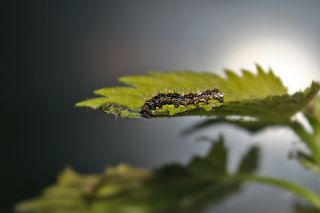 Y�rt�k P�rt�k&nbsp;(Polygonia&nbsp;c-album)
