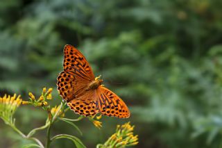 Cengaver&nbsp;(Argynnis&nbsp;paphia)