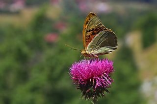 Bahad�r&nbsp;(Argynnis&nbsp;pandora)