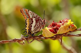 �ift Kuyruklu Pa�a&nbsp;(Charaxes&nbsp;jasius )