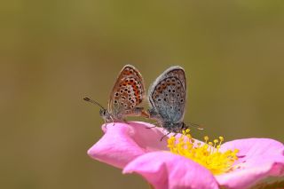 G�m�� Lekeli Esmerg�z&nbsp;(Plebejus&nbsp;argus)