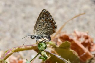 �okg�zl� Menek�e Mavisi&nbsp;(Polyommatus&nbsp;thersites)