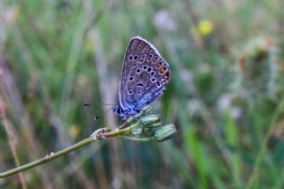 �okg�zl� Amanda&nbsp;(Polyommatus&nbsp;amandus)