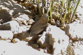 Orman G�zelesmeri&nbsp;(Erebia&nbsp;medusa )