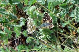 K�z�l Z�pz�p&nbsp;(Spialia&nbsp;orbifer)