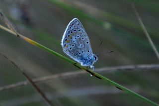 �okg�zl� Mavi&nbsp;(Polyommatus&nbsp;icarus)