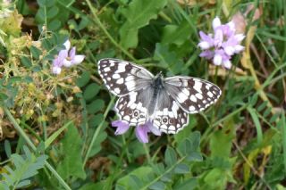Anadolu Melikesi&nbsp;(Melanargia&nbsp;larissa)