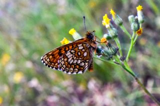 Amannisa&nbsp;(Melitaea&nbsp;athalia)