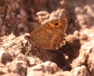 Turan Yalanc�cad�s�&nbsp;(Pseudochazara&nbsp;telephassa)