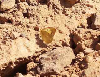 Azeri Azameti&nbsp;(Colias&nbsp;chlorocoma)