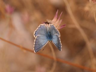 �okg�zl� Yalanc� �illi Mavi&nbsp;(Polyommatus&nbsp;corydonius)