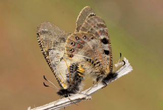 Yalanc� Apollo&nbsp;(Archon&nbsp;apollinus)