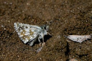 Zeytuni Z�pz�p&nbsp;(Pyrgus&nbsp;serratulae)