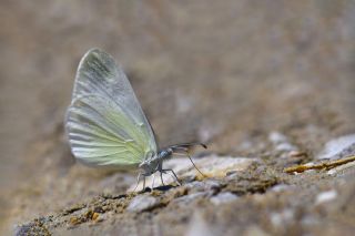 Do�ulu Narin Orman Beyaz�&nbsp;(Leptidea&nbsp;duponcheli)