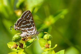 �eytanc�k&nbsp;(Cigaritis&nbsp;acamas)