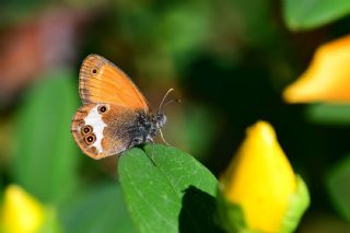 Funda Z�pz�p Perisi&nbsp;(Coenonympha&nbsp;arcania)