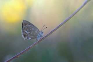 Anormal �okg�zl�&nbsp;(Polyommatus&nbsp;admetus)