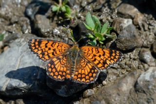 Benekli B�y�k �parhan&nbsp;(Melitaea&nbsp;phoebe)