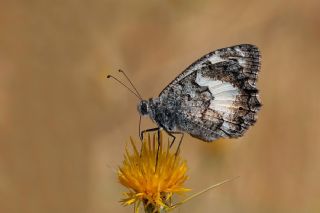 Anadolu Yalanc�cad�s�&nbsp;(Pseudochazara&nbsp;anthelea)
