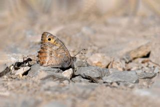 Levantin Yalanc�cad�s�&nbsp;(Pseudochazara&nbsp;pelopea)