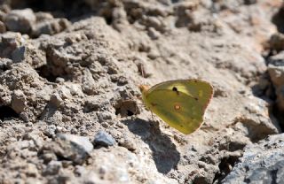 Azeri Azameti&nbsp;(Colias&nbsp;chlorocoma)