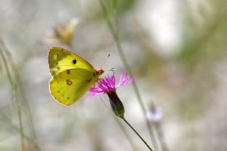 G�zel Azamet&nbsp;(Colias&nbsp;alfacariensis)