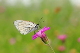 Al�� Beyaz�&nbsp;(Aporia&nbsp;crataegi)