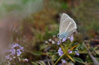 �okg�zl� �figenya&nbsp;(Polyommatus&nbsp;iphigenia)