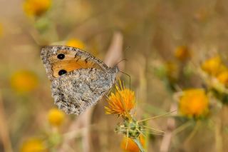 Anadolu Yalanc�cad�s�&nbsp;(Pseudochazara&nbsp;anthelea)