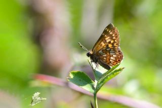 �ncili Kelebek&nbsp;(Hamearis&nbsp;lucina)