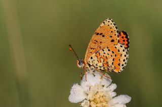 Benekli �parhan&nbsp;(Melitaea&nbsp;didyma)