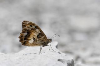 Cad�&nbsp;(Chazara&nbsp;briseis)