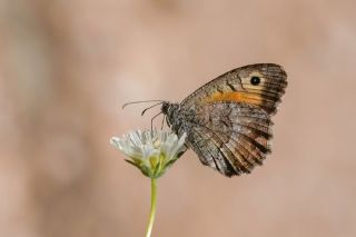 Seyit&nbsp;(Arethusana&nbsp;arethusa)