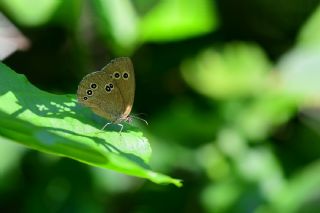 Halkac�k&nbsp;(Aphantopus&nbsp;hyperantus)