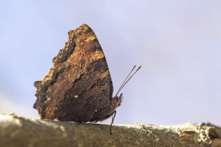 Karaa�a� Nimfalisi&nbsp;(Inachis&nbsp;polychloros)