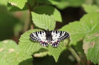Kafkas Fistosu&nbsp;(Zerynthia&nbsp;caucasica)