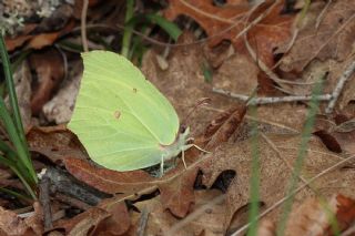 Orakkanat&nbsp;(Gonepteryx&nbsp;rhamni)