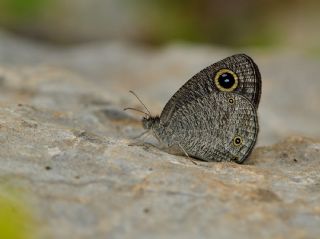 Karag�z&nbsp;(Ypthima&nbsp;asterope)