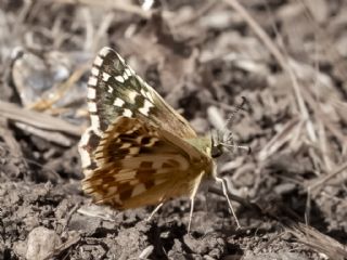 Be�parmakotu Z�pz�p�&nbsp;(Pyrgus&nbsp;carlinae)