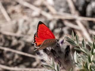 Da� Ate�i&nbsp;(Lycaena&nbsp;thetis)