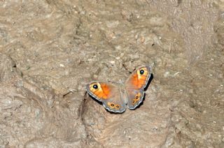 Esmerboncuk&nbsp;(Lasiommata&nbsp;maera)