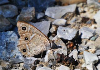 Beyaz Bandl� Karamelek&nbsp;(Hipparchia&nbsp;parisatis)