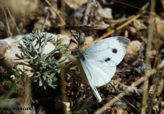K���k Beyazmelek&nbsp;(Pieris&nbsp;rapae)