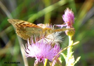 Bahad�r&nbsp;(Argynnis&nbsp;pandora)